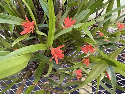 最近こんな花が咲きました